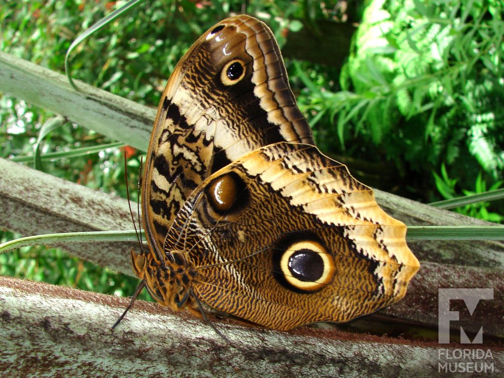 Magnificent Owl butterfly with wings closed. Male and female butterflies look similar. Butterflies with wings closed are shades of brown and cream with large ‘owl eye’ spots.