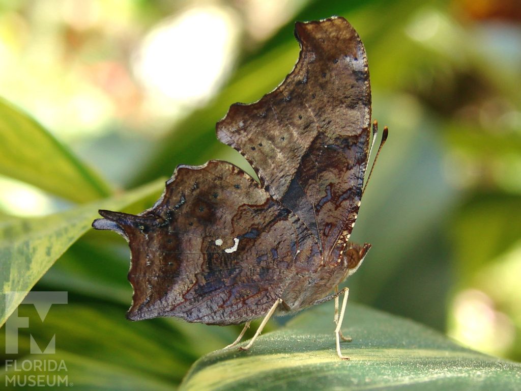 Question Mark Butterflies with closed wings. Male & female butterfly look similar. Butterfly is mottled brown and looks like a leaf.