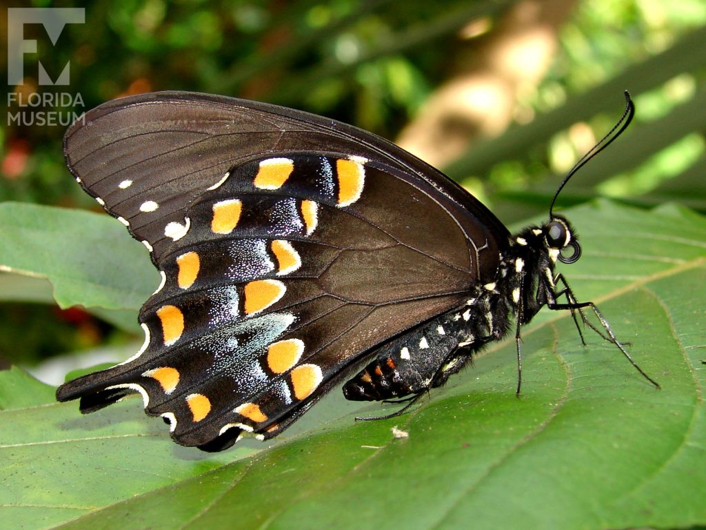 Spicebush Swallowtail Butterfly with its wings closed. The butterfly is black with two rows of yellow spots.
