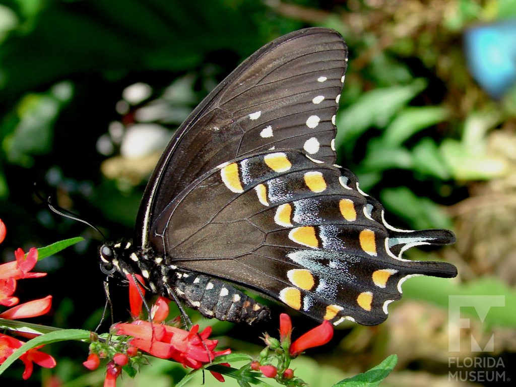 Spicebush Swallowtail Butterfly with its wings closed. The butterfly is black with two rows of yellow spots.