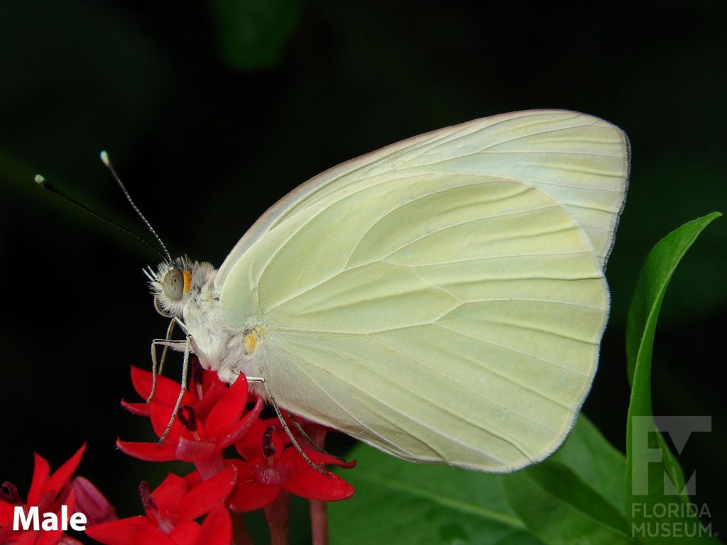 Male Great Southern White Butterfly with closed wings is pale-yellow.