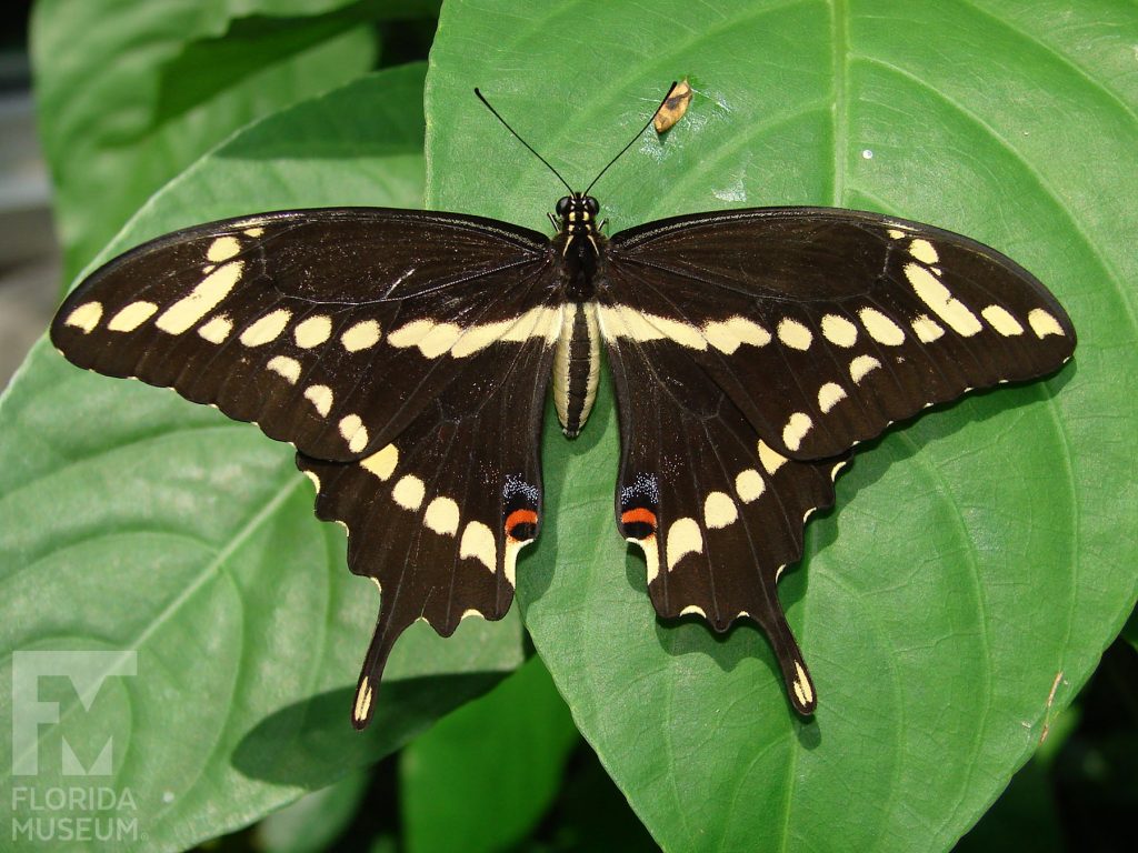 Giant Swallowtail Butterfly. The lower wings end in a long thin point. With its wings open the butterfly is black with yellow stripes.