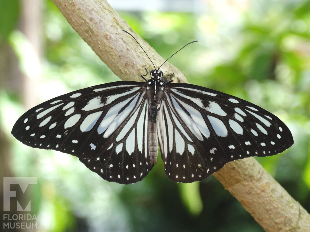 Wood Nymph Butterfly with open closed. At the center near the body of the butterfly is white with wide black veins. The wide black border has two rows of small white dots.