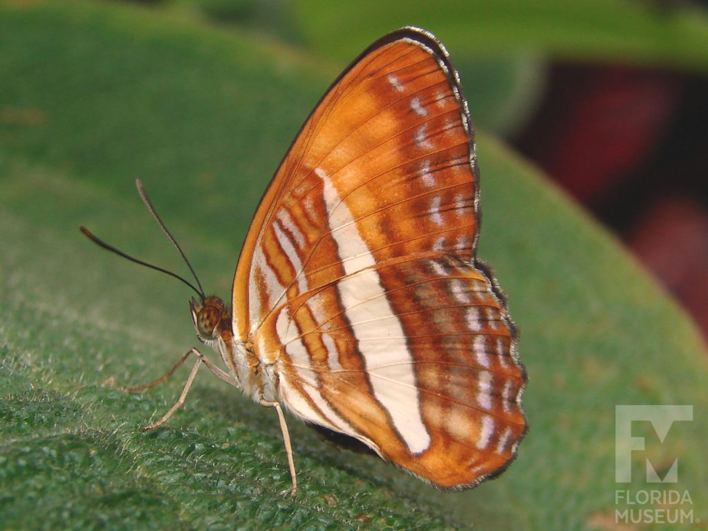 Friar Butterfly with wings closed. Male and Female butterflies look similar. With wings closed butterfly is orange-brown with darker and lighter stripes as well as white stripes.
