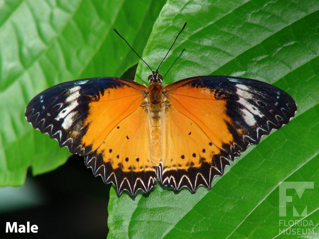 Male Leopard Lacewing Butterfly with wings open is orange with black edges and patters along the edges