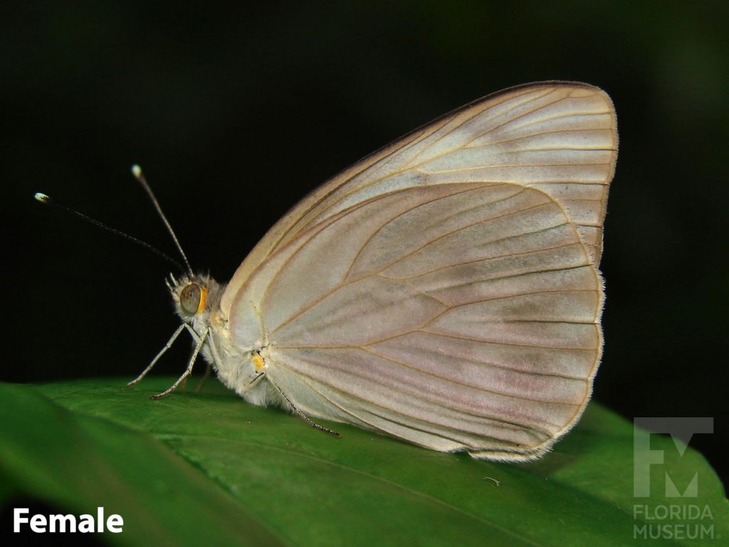 Female Great Southern White Butterfly with closed wings, butterfly is a mottled brownish-tan with darker vein-stripes.