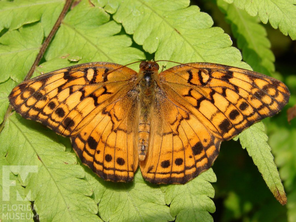 Variegated Fritillary butterfly with open wings. Male and female butterflies look similar. Butterfly is orange with many black markings.