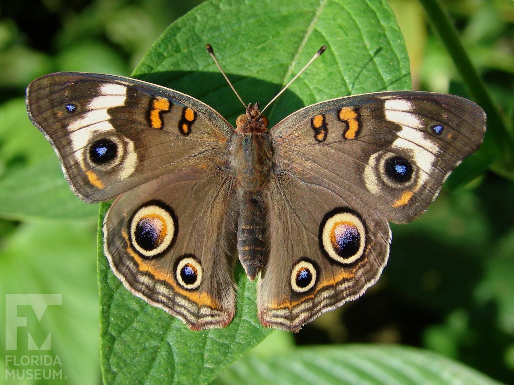 Common Buckeye Butterfly with wings open butterfly is brown with several blue, black and yellow eye-spots