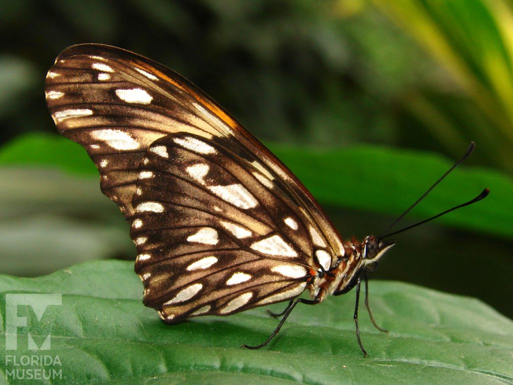 Silverspot butterfly with wings closed. Male and female butterflies similar. Butterfly is tan, black, and cream markings