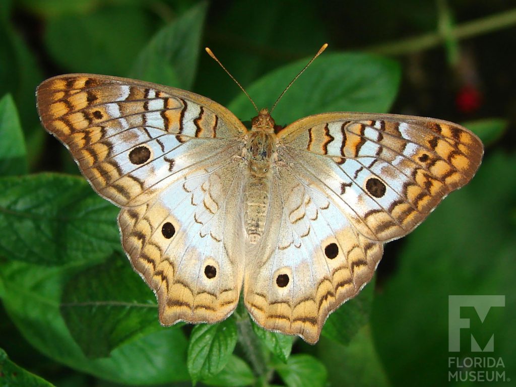 White Peacock Butterfly with wings closed. Male and female butterflies looks similar. With its wings open butterfly with tan, brown and white with dark brown spots. Tan and brown markings form a border along the wing edges.