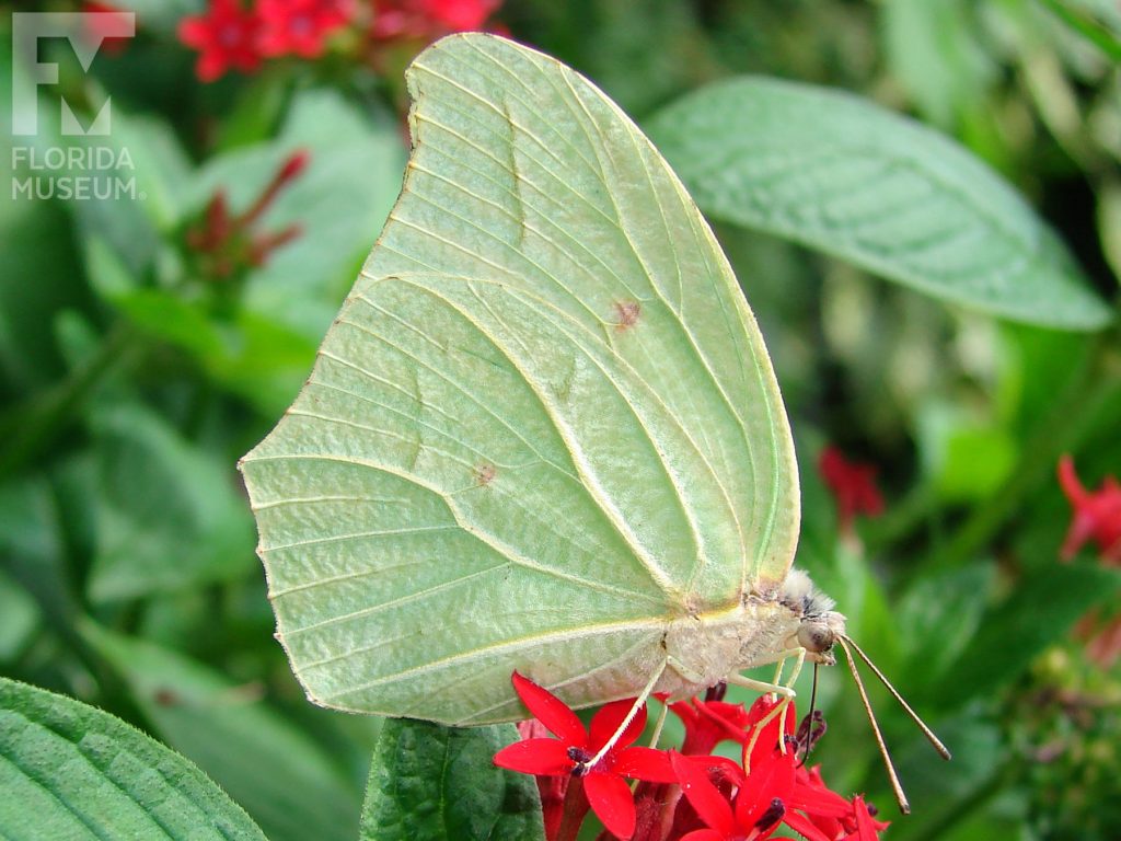 White-angled Sulfur Butterfly with wings closed. Male and female butterflies look similar. With its wings closed the butterfly is pale-green with lighter vein stripes.