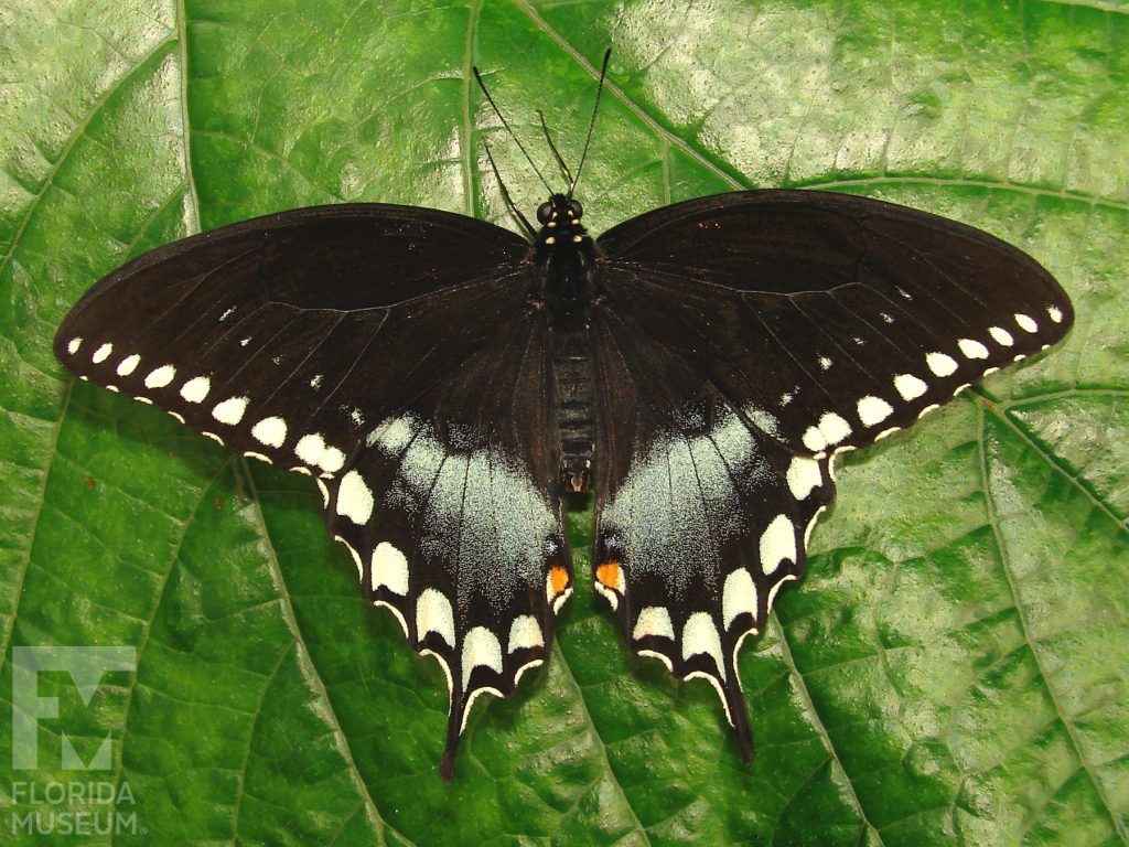 Spicebush Swallowtail Butterfly with wings open. Butterfly is black with white markings along the edges. The wings end in a point.
