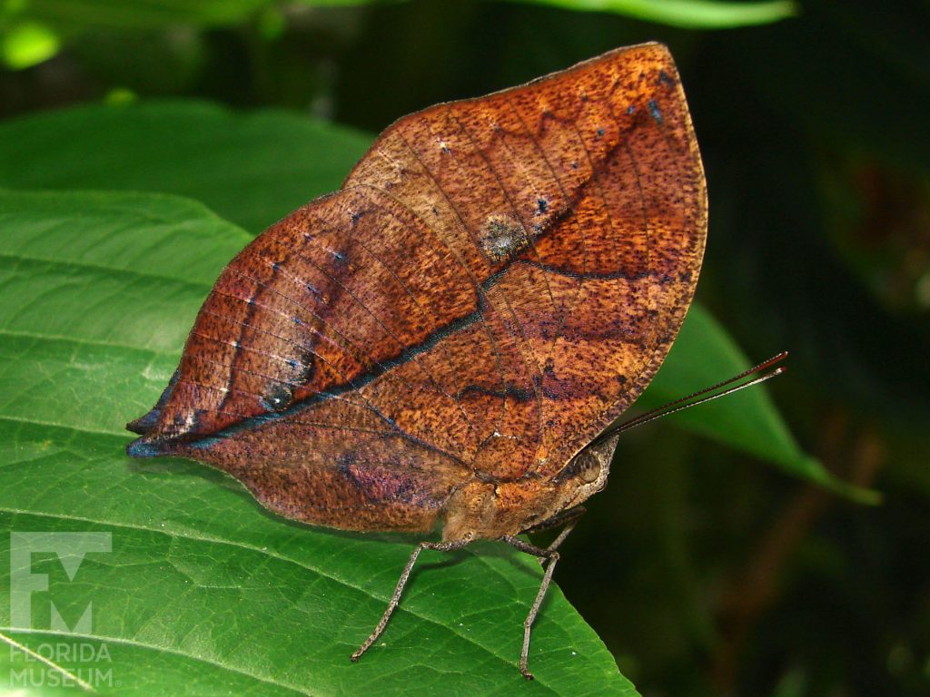 Indian Leaf Butterfly. Male and Female butterflies look similar. With wings closed butterfly is brown and looks like a leaf.