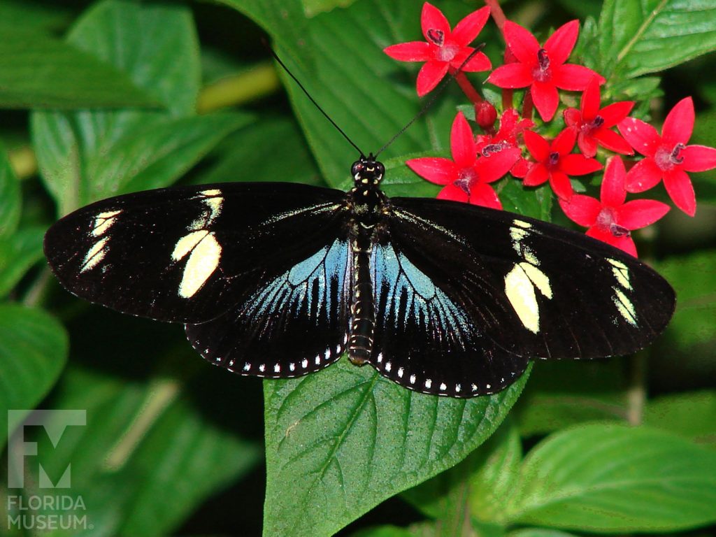 Doris Longwing Butterfly with wings open. The top, long and narrow wing is black with a cream-colored bar. The bottom wing is black with a blue marking