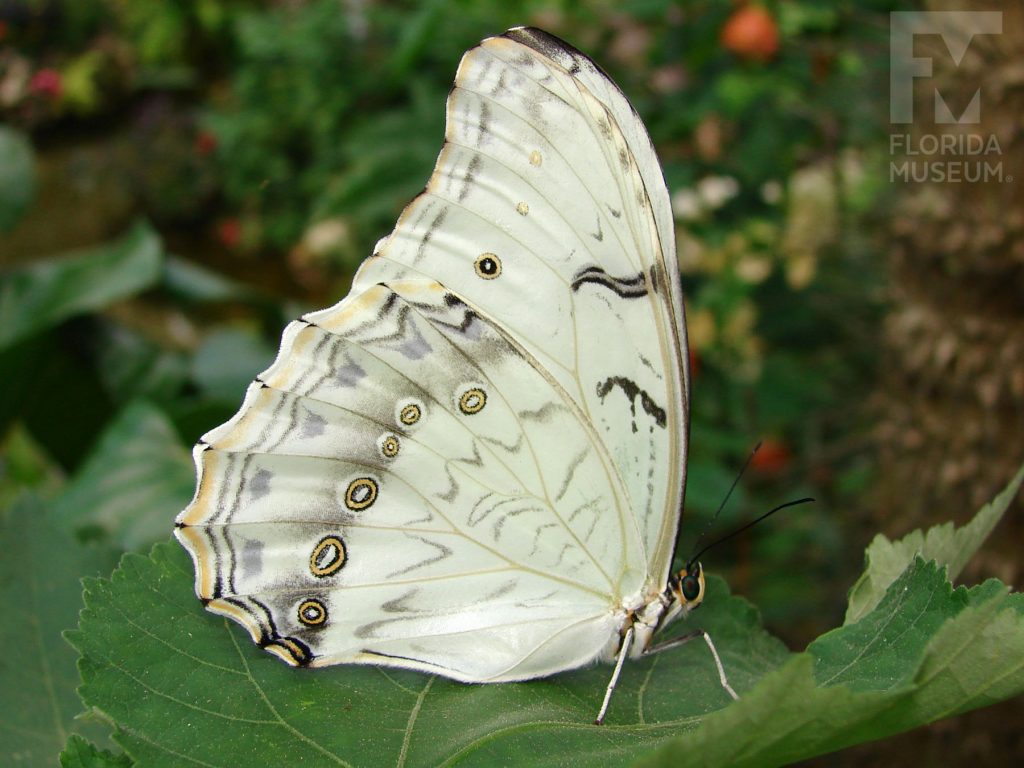 White Morpho Butterfly ID photos. Male and Female butterflies look similar. With wings open or closed butterfly cream with small dark spots. White Morpho Butterfly with wings closed. The butterfly’s large wings are cream-colored with faint black markings and a row of small eye-spots in white, black and tan. The veins are tan and contrast with the cream-colored wings. Faint tan and black marking run along the edge of the wing.