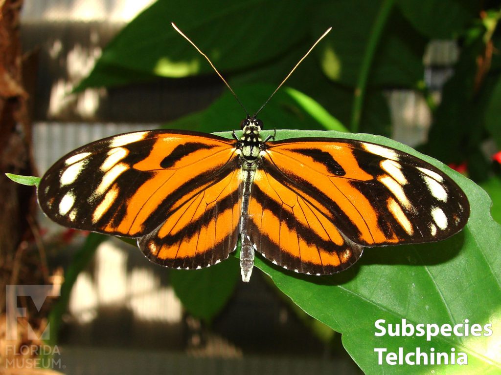 Tiger Longwing butterfly Subspecies Telchinia with wings open. Butterfly is black with orange stripes fanning out from the center and cream-colored spots near the wing tips