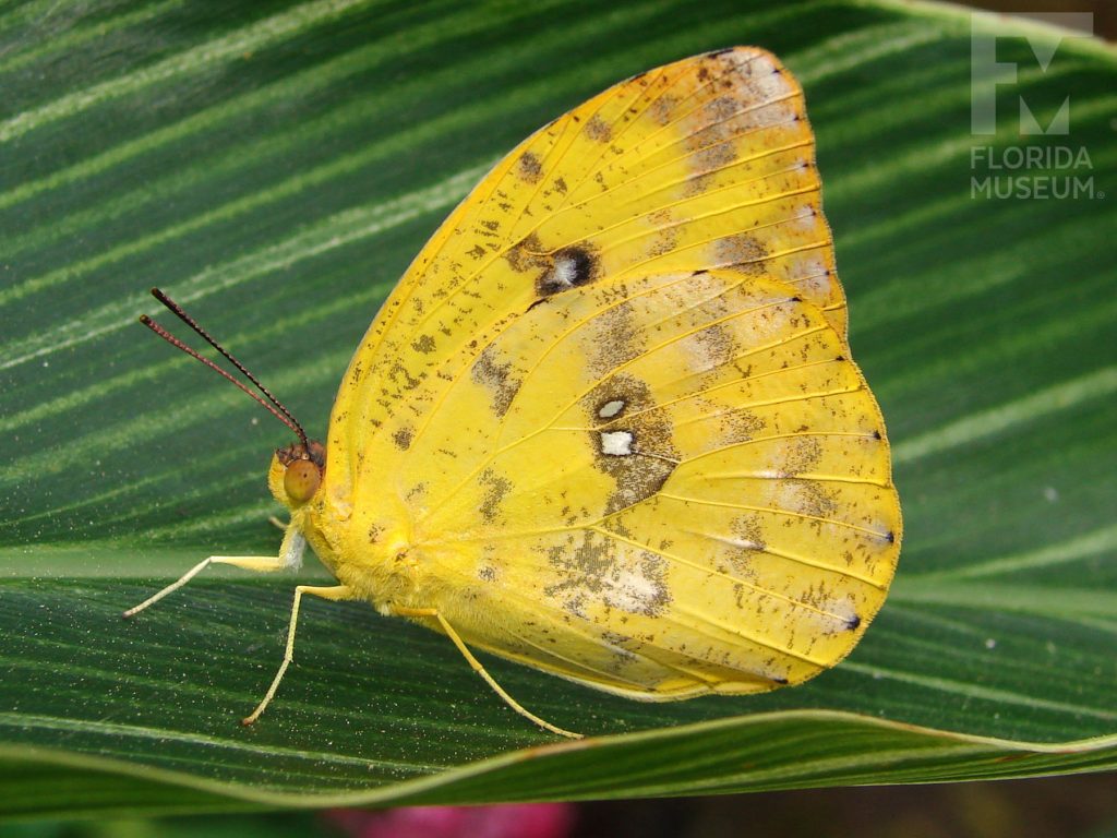 Apricot Sulfur Butterfly with its wings closed, butterfly is yellow with many small brown spots.