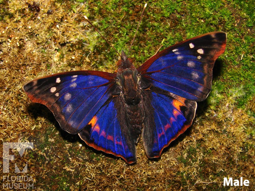 Male Nicaraguan Emperor butterfly with open wings. Butterfly is a deep blue with large black tips. The black tips have small white dots. Small orange dots run in a long along the lower wing.