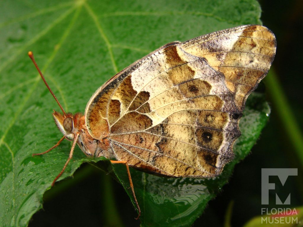 Variegated Fritillary butterfly with open wings. Male and female butterflies look similar. Butterfly is mottled grey, and reddish-brown