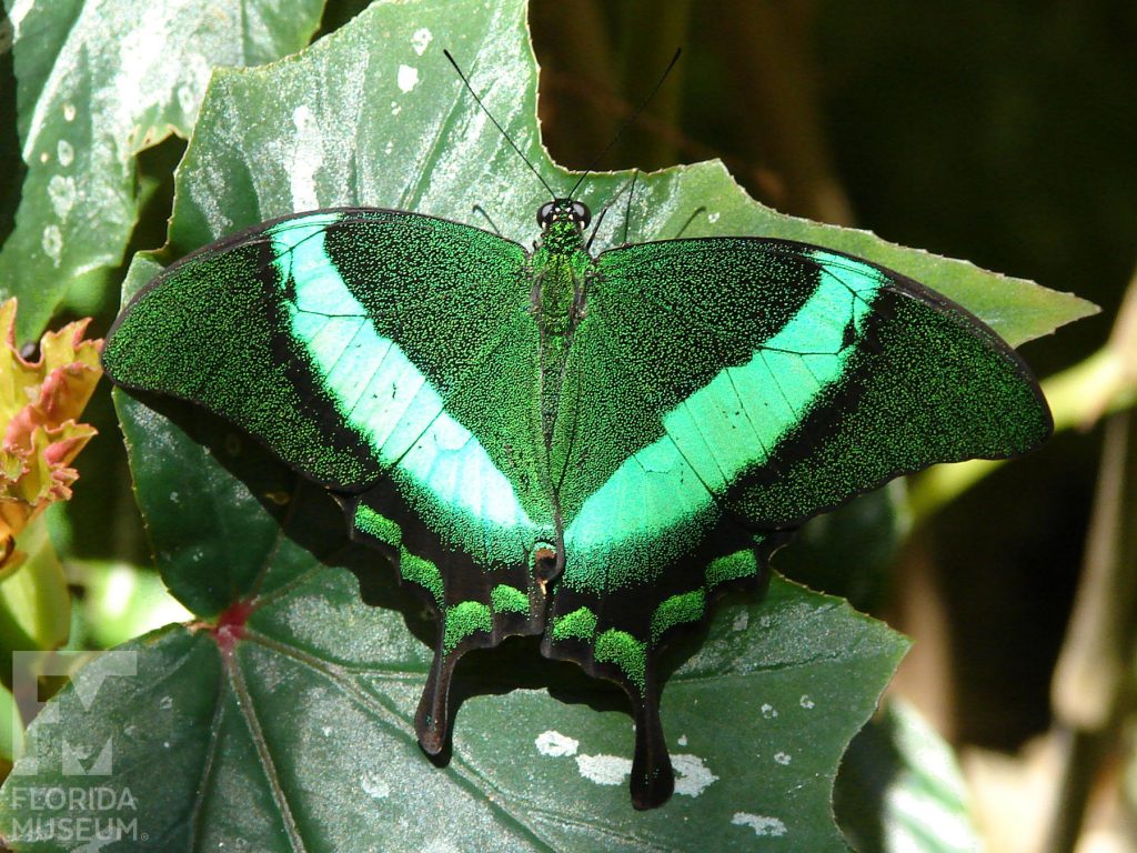 Emerald Swallowtail Butterfly with wings open. The top wings are long and narrow and bottom winds have several rounded points. The butterfly is black with many tiny green spots giving it a solid green appearance. There is a solid bright green stripe that forms a ‘V’ across the wings. The long tail points are black.