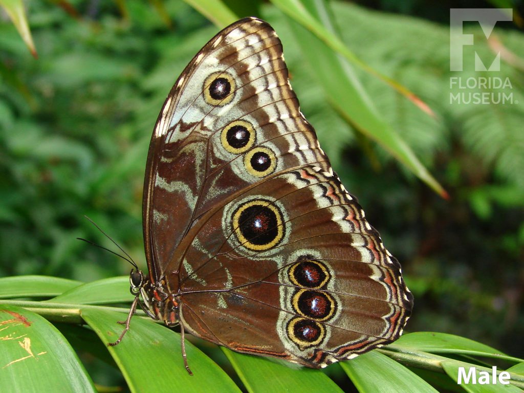 Male Blue Morpho butterfly with closed wings. Wings are brown with many eye-spots.