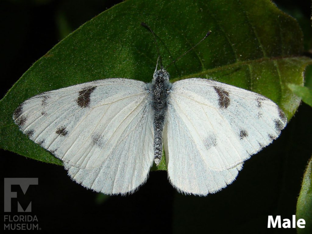 Male Checkered White butterfly photo with open wings. Butterfly is white with dark grey markings