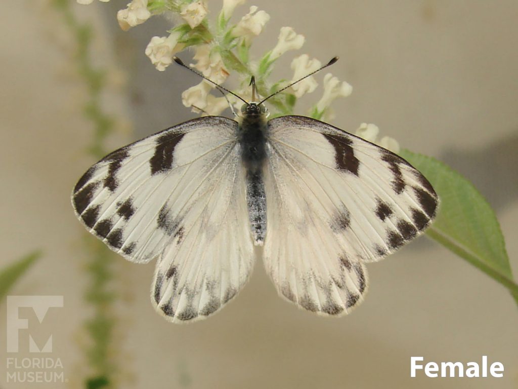 Female Checkered White butterfly photo with open wings. Butterfly is white with dark grey markings and grey markings along the wing edges