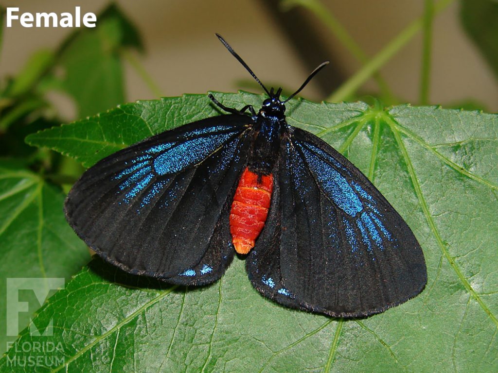 Female Atala Butterfly photos with open wings. Butterfly wings are black with small iridescent blue markings. The butterfly’s body is bright red.