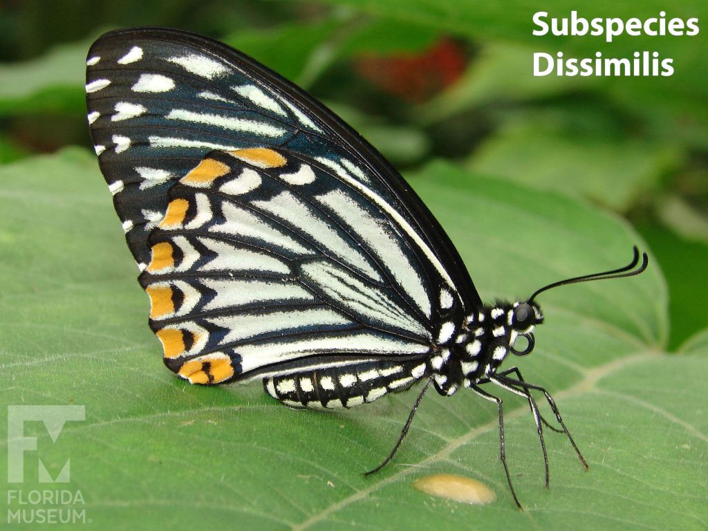 Common Mime Subspecies Dissimilis butterfly with wings closed. Butterfly is black with many white stripes and small yellow markings along the edge of the lower wing.