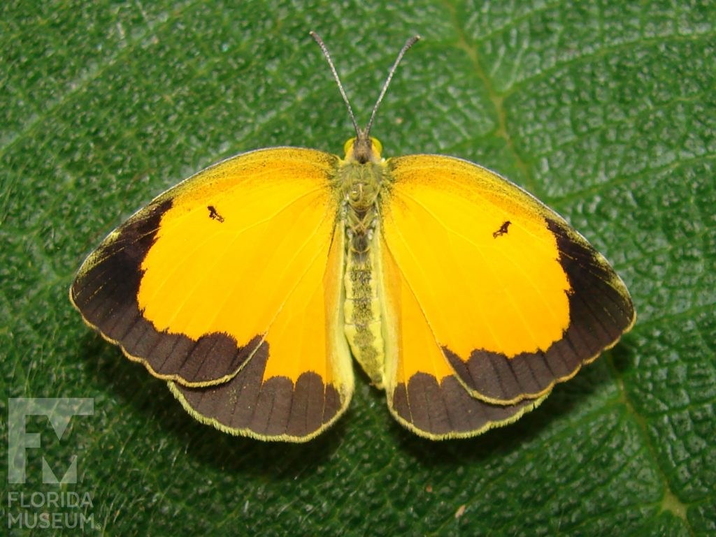 Sleepy Orange butterfly ID photos with open wings. Male and female look similar with wings open. Butterly is yellow and brown/black wings edges