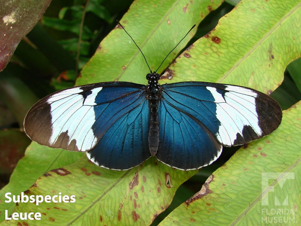 Subspecies Leuce, Sapho Longwing butterfly ID photos - Butterfly is blue at the center, white bands across the wings and black at the tips