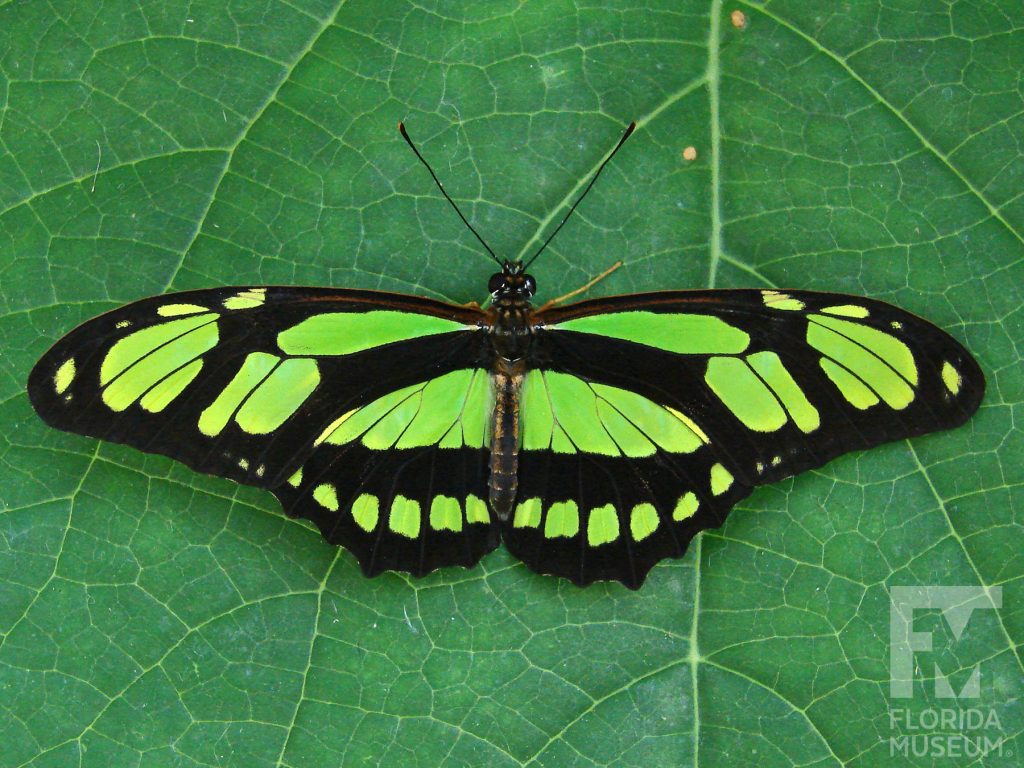 Green Longwing Butterfly with open wings. The wings are long and narrow. Open wings are green with black stripes