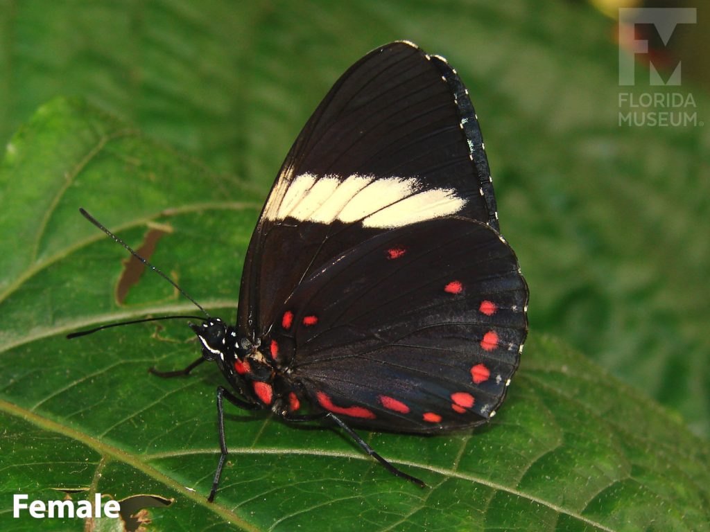Female Starry Night Cracker butterfly with closed wings. Butterfly is black with small red dots along the wing edges and white band across the wing.