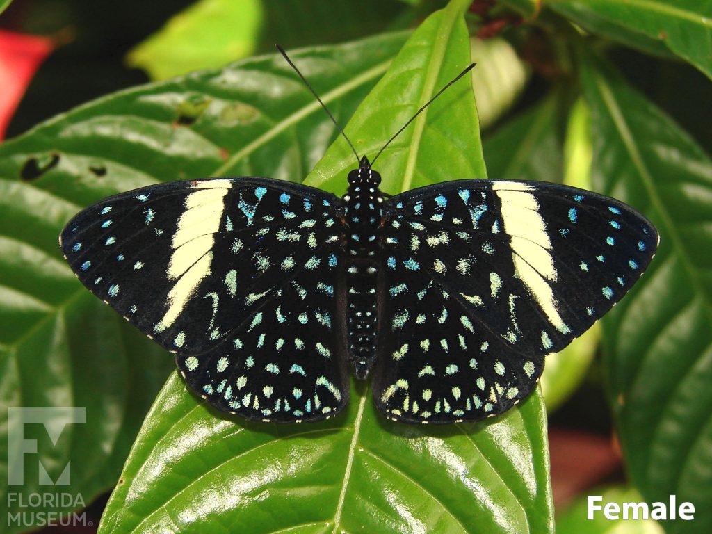 Female Starry Night Cracker butterfly with open wings. Butterfly is black with many small light blue dots and a white band across each wing.