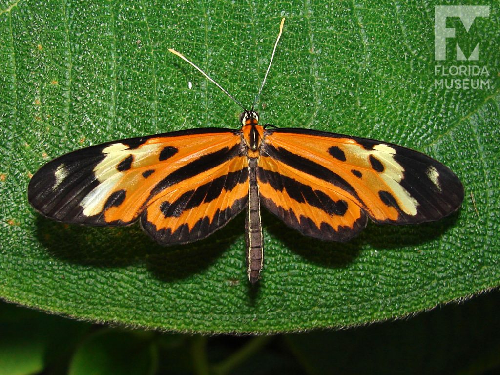 Disturbed Tigerwing Butterfly with wings open. Butterfly has long narrow wings. The wings are orange with black marking near the body, the upper wing has a yellow a yellow strips and black wing wings. The body is yellow and black striped.