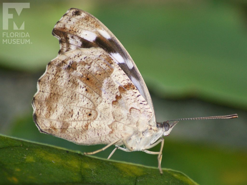 Tropical Blue Wave Butterfly with its wings closed. The butterfly is cream with brown markings.
