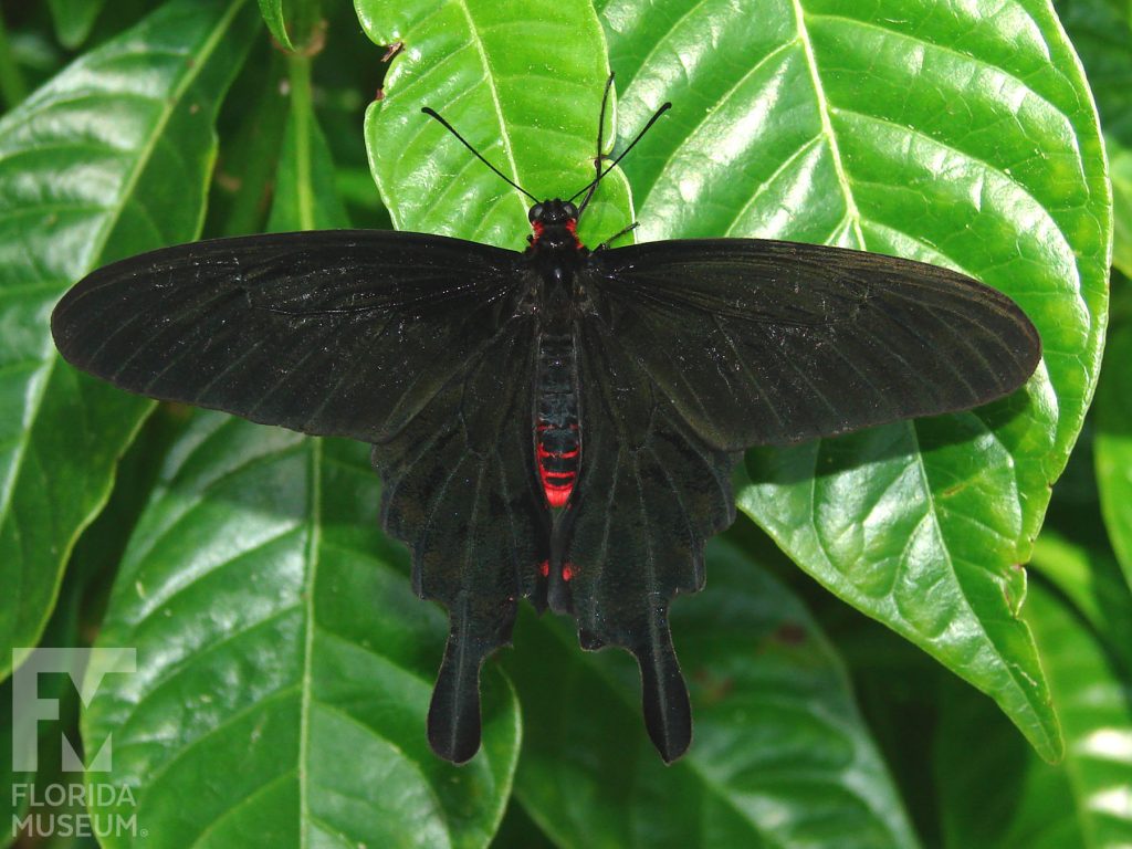 Pink Rose Butterfly with wings open. The butterfly’s lower body is bright red, the top wings are long and narrow and bottom winds have several rounded points. With its wings open the butterfly is black.