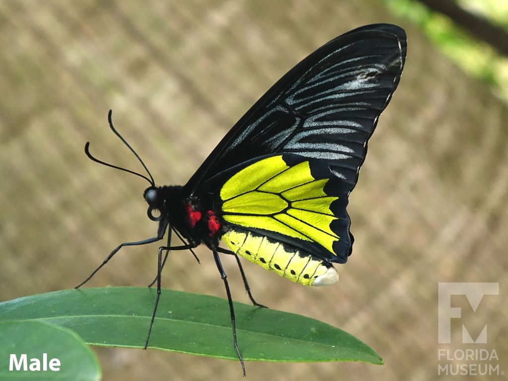 Male Golden Birdwing butterfly with closed wings. Butterfly’s wing in long and narrow. Upper wing is black with faint white lines, the lower wing is bright yellow. There are red spots of the butterfly’s body.