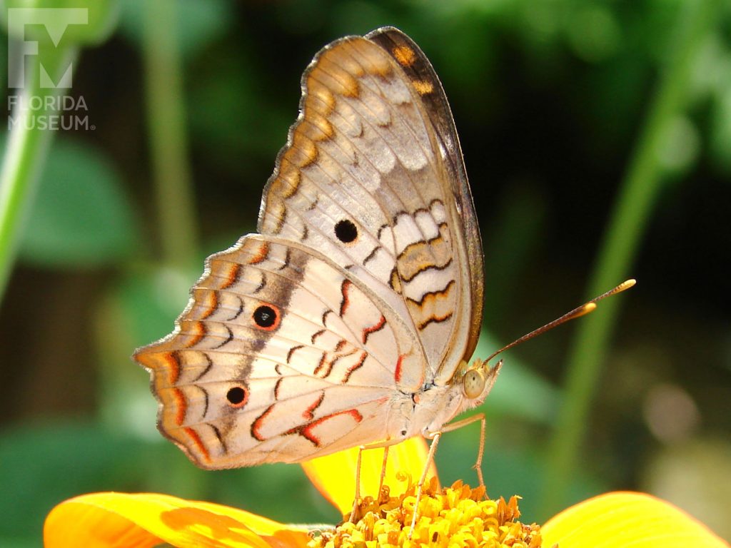 White Peacock Butterfly with wings open. Male and female butterflies looks similar. With its wings closed the butterfly is tan, brown, red and white with dark brown spots.