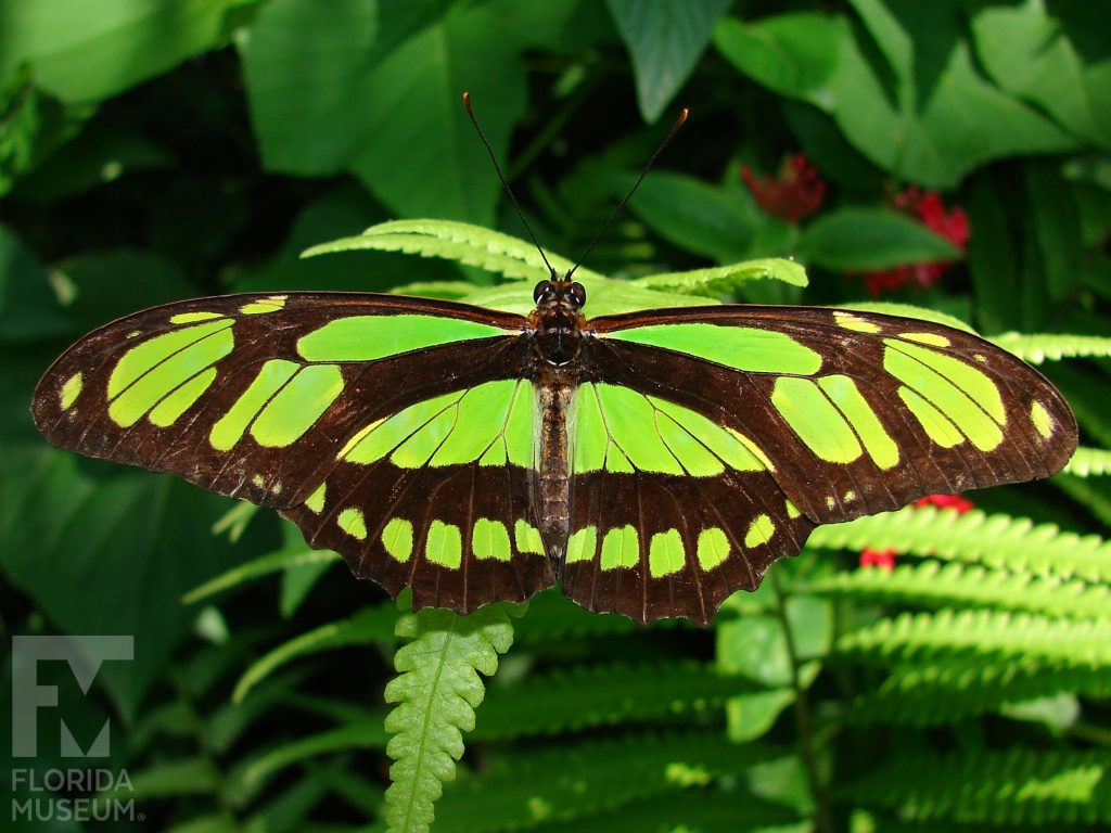 Green Longwing Butterfly with open wings. The wings are long and narrow. Open wings are green with black stripes