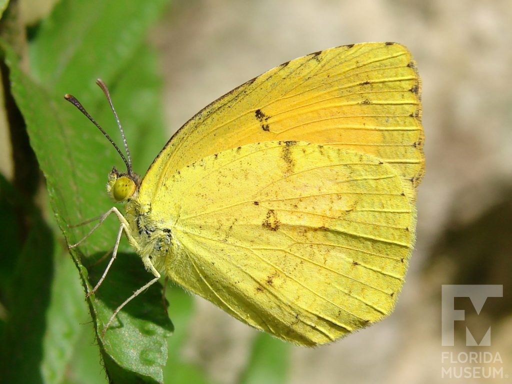 Sleepy Orange butterfly ID photos with closed wings. Male and female look similar with wings closed but the pattern can vary. Wings are yellow green with small brown spots.