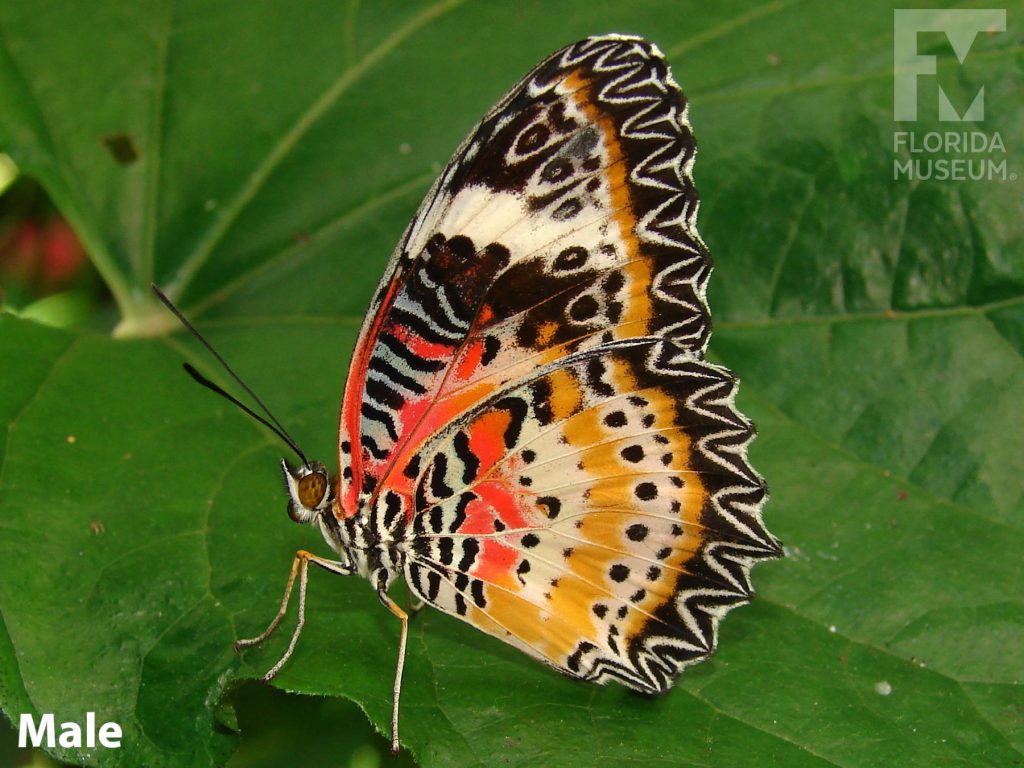 Male Leopard Lacewing Butterfly with wings closed is brown, orange, cream and red with black patterns