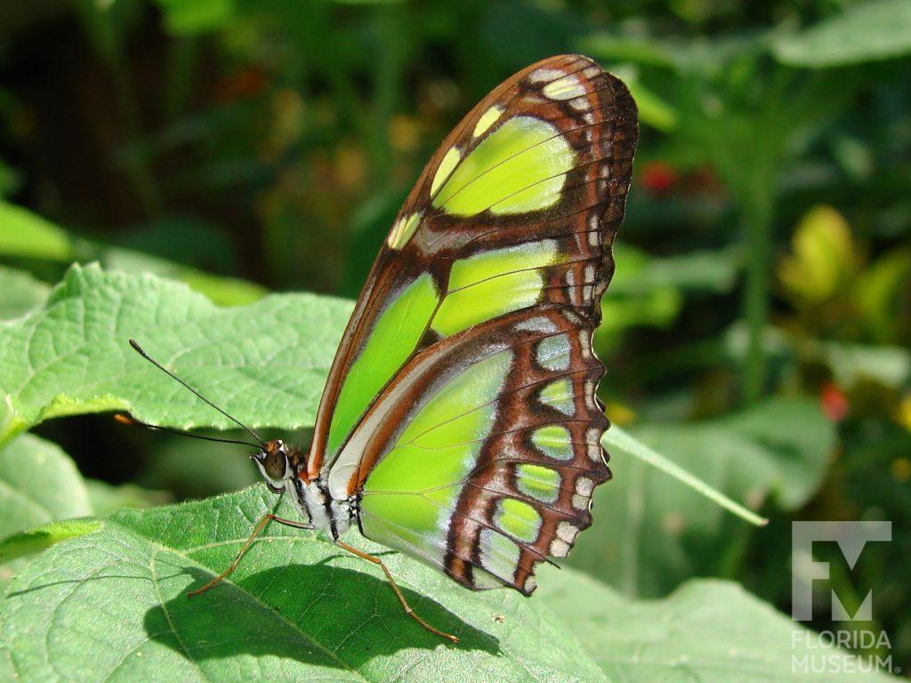 Green Longwing Butterfly with open wings. The wings are long and narrow. Closed wings green with brown stripes. Male and female butterflies look similar.