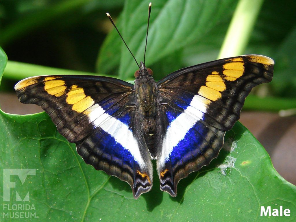 Male Silver Emperor butterfly ID photos with open wings. Wings are mottled brown with wide white stripes, iridescent blue markings and yellow spots at the wing tips.