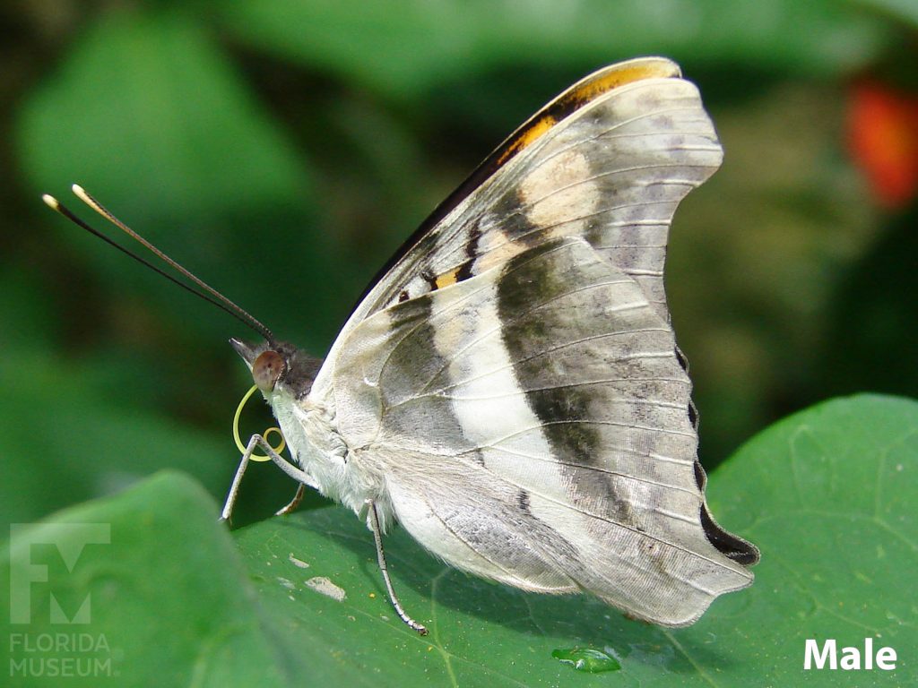 Male Silver Emperor butterfly ID photo with closed wings. Wings are mottled grey.
