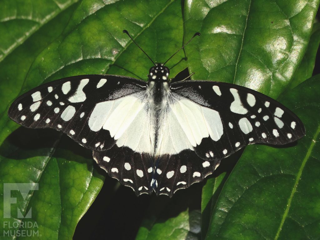 Angola White Lady Butterfly with wings open. Male and female butterflies look similar. The butterfly is black with large white markings at its center and smaller spots along the wings edges.