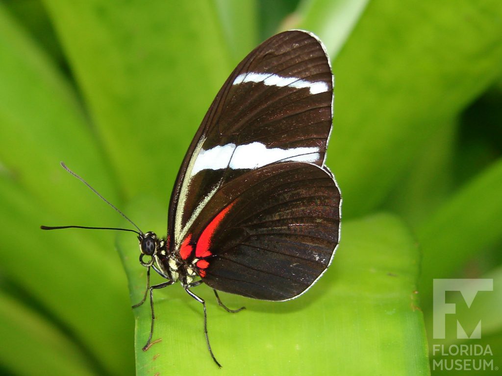 Antiochus Longwing butterfly with closed wings. Male and female butterflies look similar. Butterfly has long narrow wings. Wings are black or dark brown with two white bands across the wings and red marking near the body of the butterfly