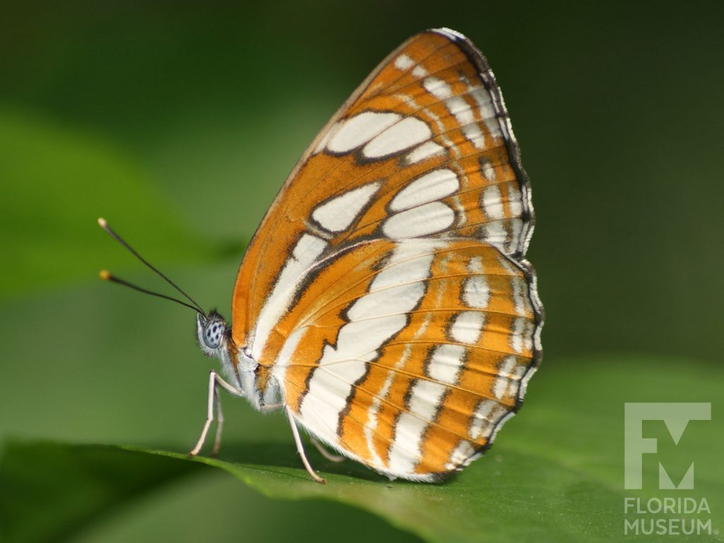 Common Sailor butterfly with closed wings. Male and female butterflies look similar. Wings are reddish-brown with bands of cream-colored markings