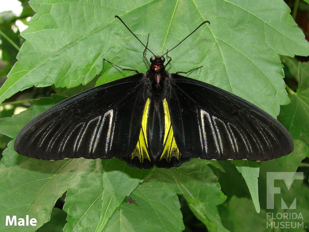 Male Golden Birdwing butterfly with open wings. Butterfly’s wing in long and narrow. Upper wing is black with faint white lines, the lower wing is small and yellow.