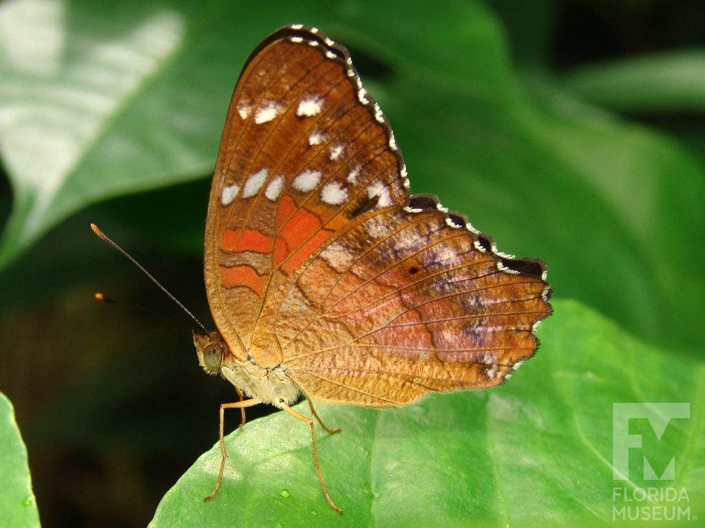 Scarlet Peacock Butterfly with wings closed. Male and female butterflies look similar. With its wings closed the butterfly wit brown with dull white and red markings.